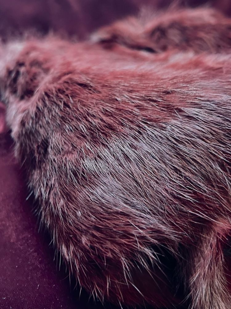 Velvet Crown_thumbnail_2